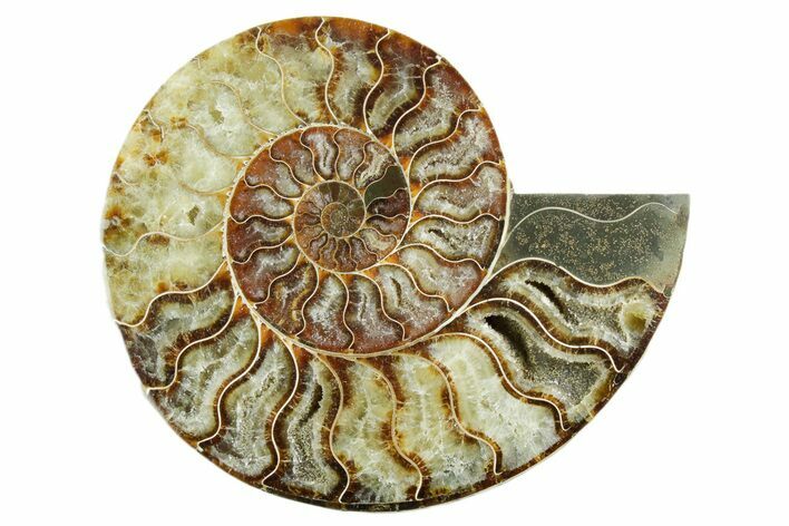 Cut & Polished Ammonite Fossil (Half) - Madagascar #347542